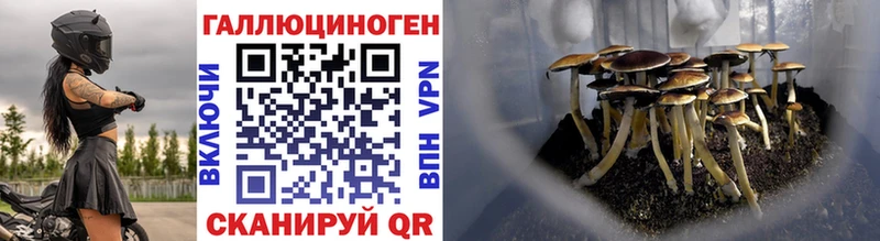 наркотики Александровское гидра вход Галлюциногенные грибы Psilocybine cubensis